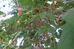 Morus alba